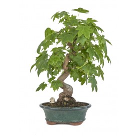 Exclusive bonsai...