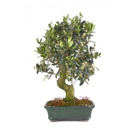 Exclusive bonsai Olea...