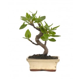 Ficus carica. Bonsái 7...