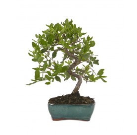 Quercus suber. Bonsai 7...