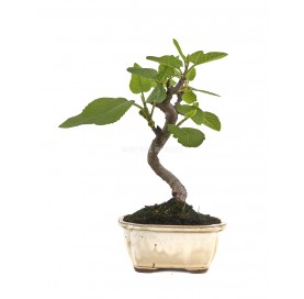 Ficus carica. Bonsái 8...