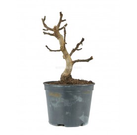 Ficus carica. Prebonsái 8...