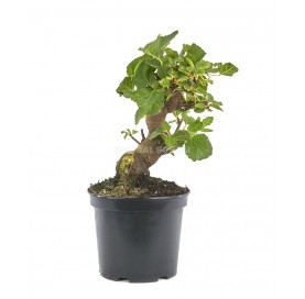 Ficus carica. Prebonsai 15...