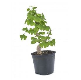 Ginkgo biloba. Prebonsái 10...