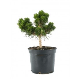 Pinus thunbergii...