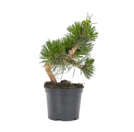Pinus thunbergii...