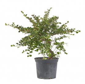 Cotoneaster horizontalis....