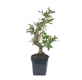 Punica granatum nejikan....