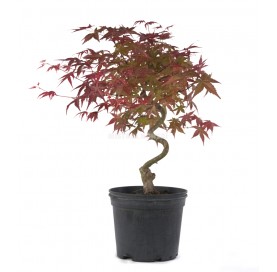 Acer palmatum deshojo....