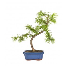 Pseudolarix sp. Bonsai 7...