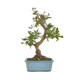 Punica granatum nejikan. Bonsái 10 años. Granado.