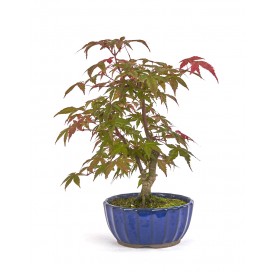 Acer palmatum deshojo....
