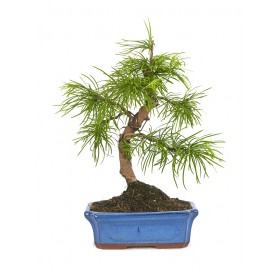 Pseudolarix amabilis. Bonsai 12 Jahre. Goldlärche.