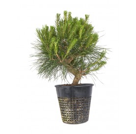 Pinus thunbergii. Prebonsai...