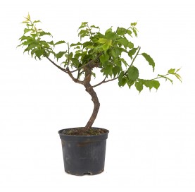 Prunus mume. Prebonsai 18...