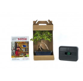 Set Zimmerbonsai 5 Jahre +...