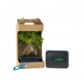 Kit My First Bonsai. Indoor...