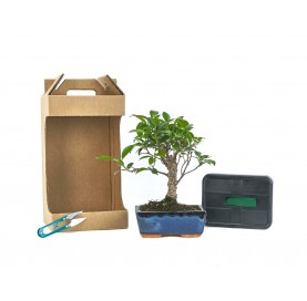 Kit My First Bonsai. Indoor Bonsai 5 years