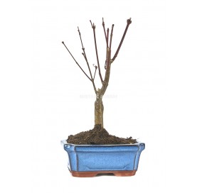 Kit Rojo pasión. Bonsái 7 años Acer palmatum + Auto riego
