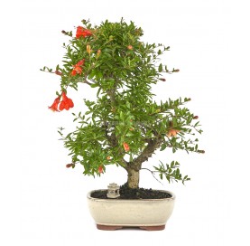 Exclusive bonsai Punica...