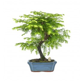 Exclusive bonsai...