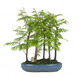 Exclusive bonsai...