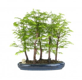 Exclusive bonsai...