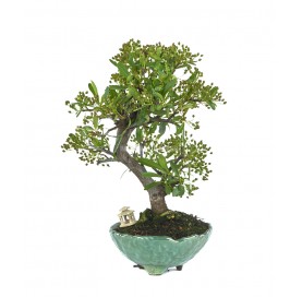 Exclusive bonsai Pyracantha...
