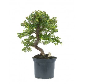 Exclusive prebonsai...