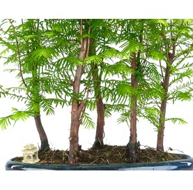 Bonsái exclusivo Metasequoia 16 años. Bosque de Metasecuoya