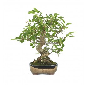 Bonsaï exclusif Malus 24 Ans. Pommier