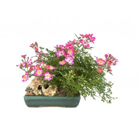 Exklusive Bonsai Rosa 24 Jahre. Miniaturrosen mit Stein