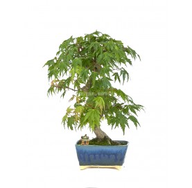 Exclusive bonsai Acer...