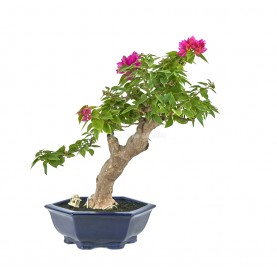 Exclusive bonsai...