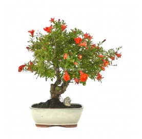 Exclusive bonsai Punica...