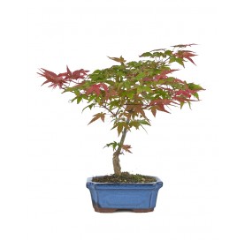 Acer palmatum deshojo....