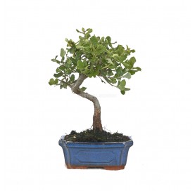 Quercus sp. Bonsaï 7 Ans....