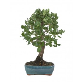 Quercus suber. Bonsái 10...