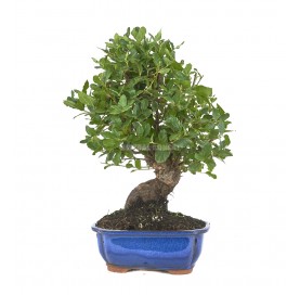 Quercus suber. Bonsai 12...