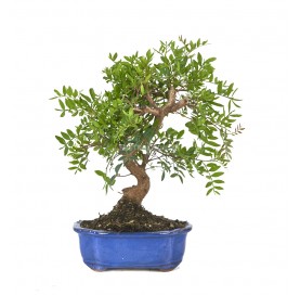 Pistacia lentiscus. Bonsai...