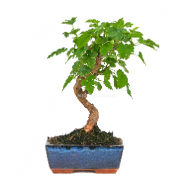 Morus sp. Bonsai 7 years....