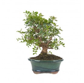 Pistacia lentiscus. Bonsai...