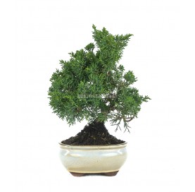 Juniperus chinensis kyushu....