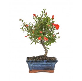Punica granatum. Bonsai 7...