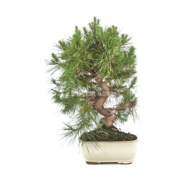 Pinus halepensis. Bonsai 13 Jahre. Aleppo-Kiefer