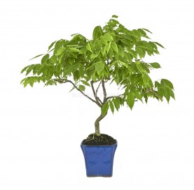 Wisteria floribunda. Bonsai...
