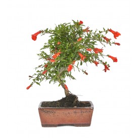 Punica granatum nana....