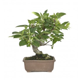 Malus. Bonsai 15 years....