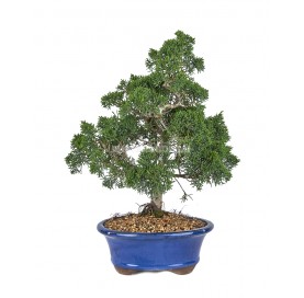 Juniperus chinensis kyushu....