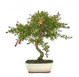 Punica granatum nana....